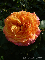 P1120148.webp