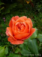 P1120150.webp