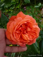 P1120151.webp