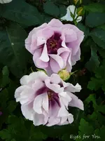 P1120152.webp