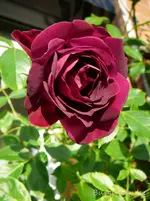 P1120154.webp