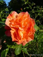 P1120155.webp
