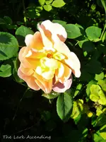 P1120156.webp