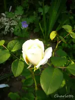 P1120157.webp