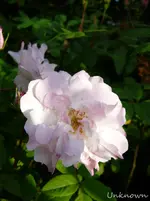 P1120162.webp