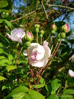 P1120163.webp