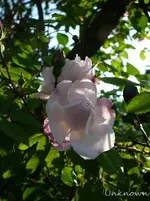 P1120164.webp