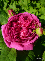 P1120171.webp