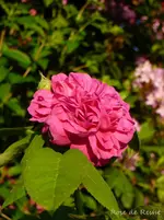 P1120186.webp