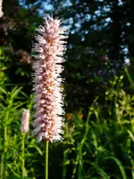 P1120180.webp