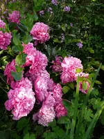P1120158.webp