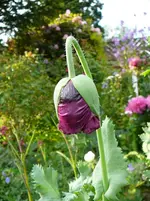 P1120160.webp