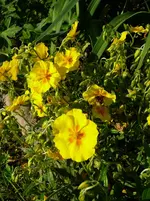 P1120168.webp