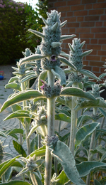 P1120181.webp