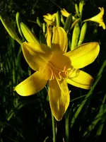 P1120178.webp