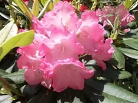 Bilda241.webp