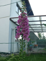 k-P1110149.webp