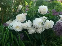 k-P1110162.webp