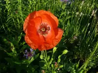 k-P1110158.webp