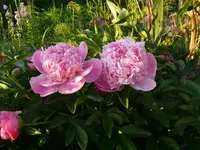 k-P1110170.webp