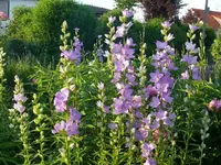 k-P1110171.webp