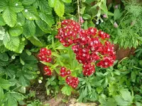 k-P1110070.webp