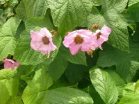 k-P1110084.webp