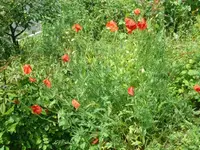 k-P1110094.webp