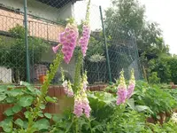 k-P1110109.webp
