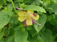 k-P1110110.webp