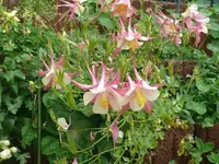 k-P1110111.webp
