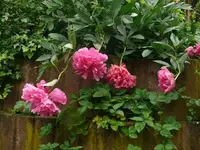 k-P1110116.webp