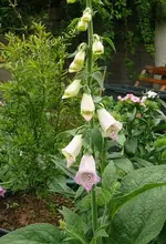 k-P1100984.webp