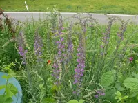 k-P1110001.webp