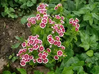 k-P1110006.webp