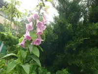 k-P1110009.webp