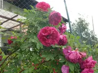 k-P1110011.webp