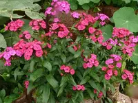 k-P1110019.webp