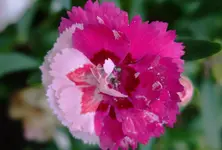 fürFrauSpatz.webp