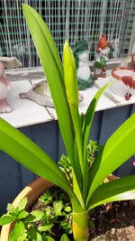 garten 010.webp