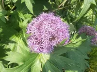 Bilda594.webp