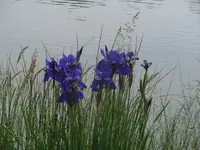 Bilda262.webp