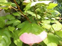 Bilda517.webp