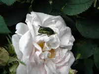 DSCN6340.webp