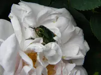 DSCN6343.webp