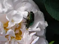 DSCN6355.webp