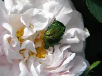 DSCN6356.webp