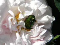 DSCN6357.webp