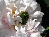 DSCN6358.webp