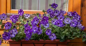 IMG_0694-2.webp